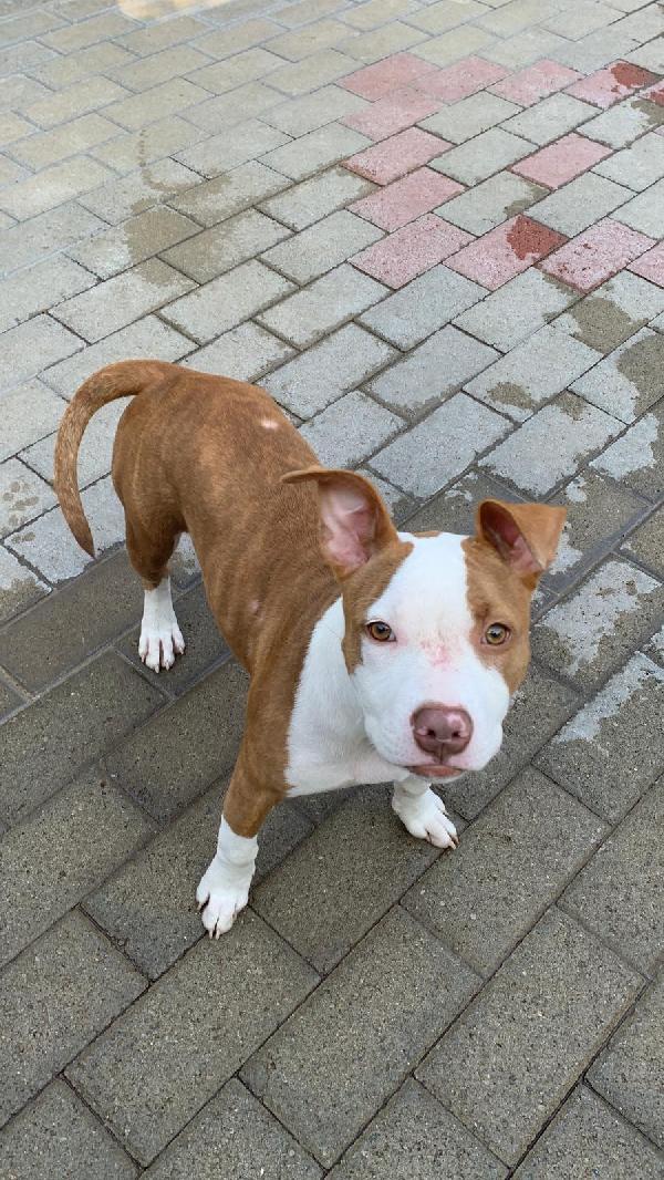NALA BELLISSIMA CUCCIOLA Foto 7